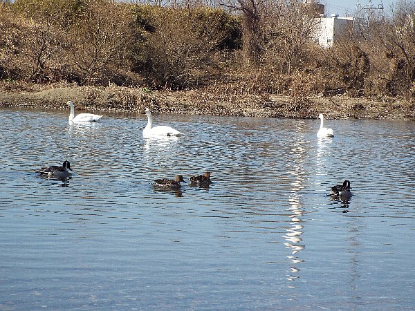 2016-02-18-kohakutyou-156-b.jpg