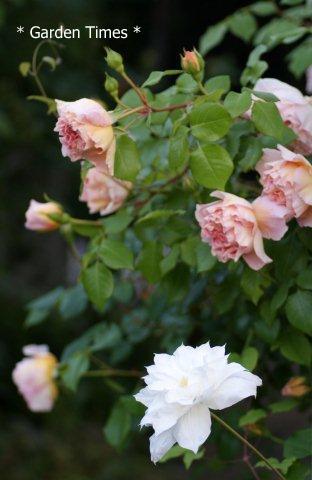 Abraham Darby２
