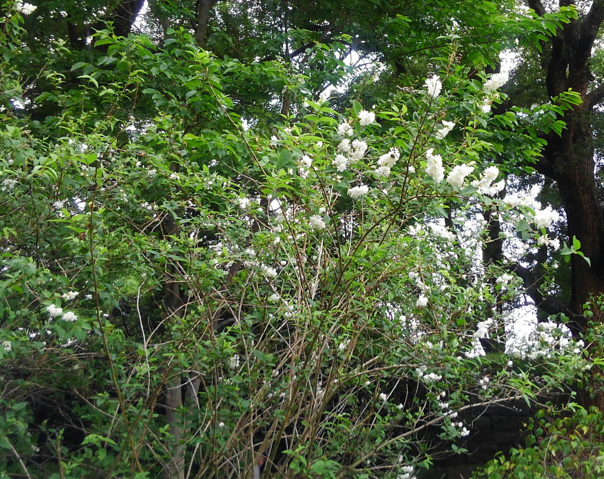 空木 ウツギ 卯の花 が咲くころは新暦では卯月ではなく 60ばーばの手習い帳 楽天ブログ