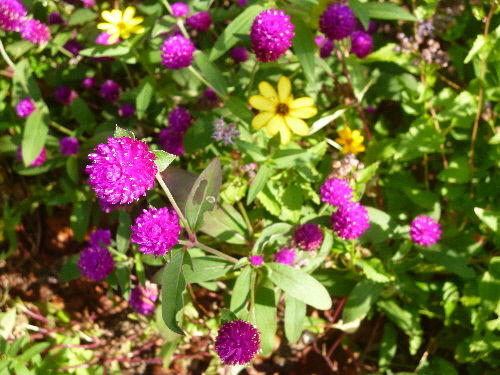 P1130285(1).JPG