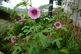 P1060912ss.jpg