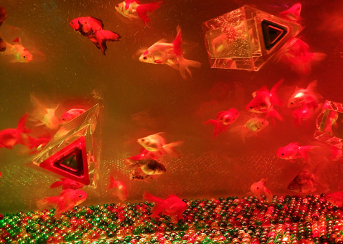 金魚３