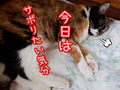 さぼり.JPG