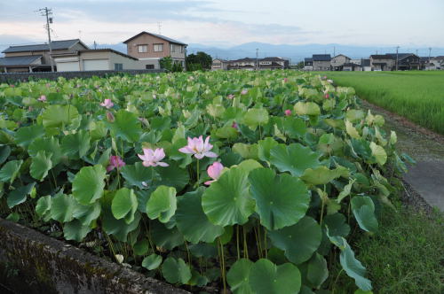 蓮の花