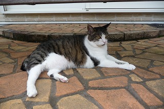 P1050315ss.jpg