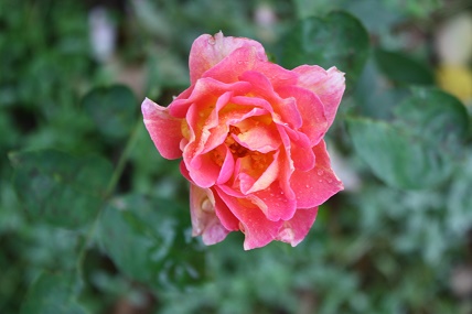 IMG_1377.JPG
