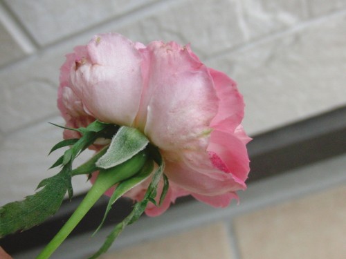 2012.5.23 CL名無し八重濃いピンク2.jpg