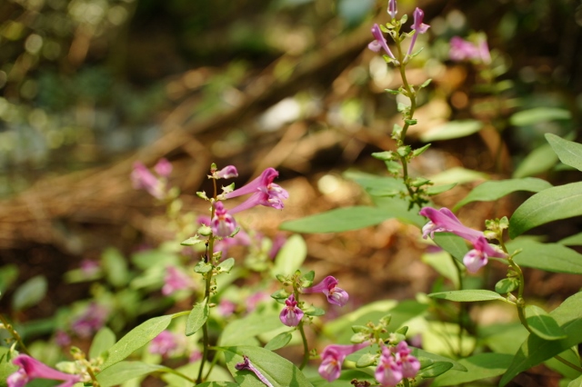 9_13sf07839 - コピー.jpg