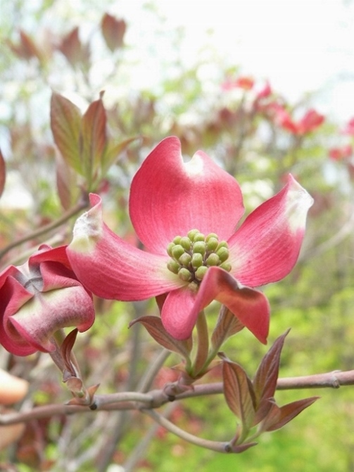 2009年　4月18日ハナミズキ紅　開花 .jpg