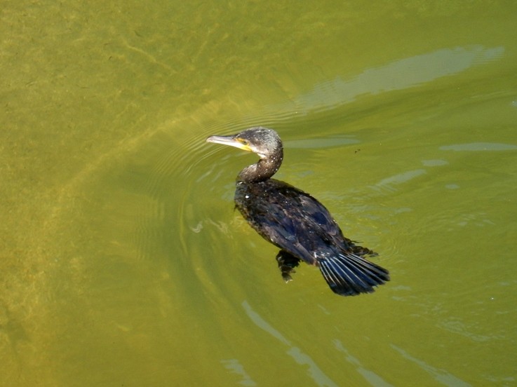 カワウ