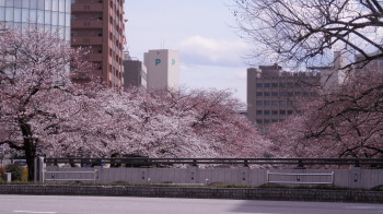 松川の桜　4.3　2014