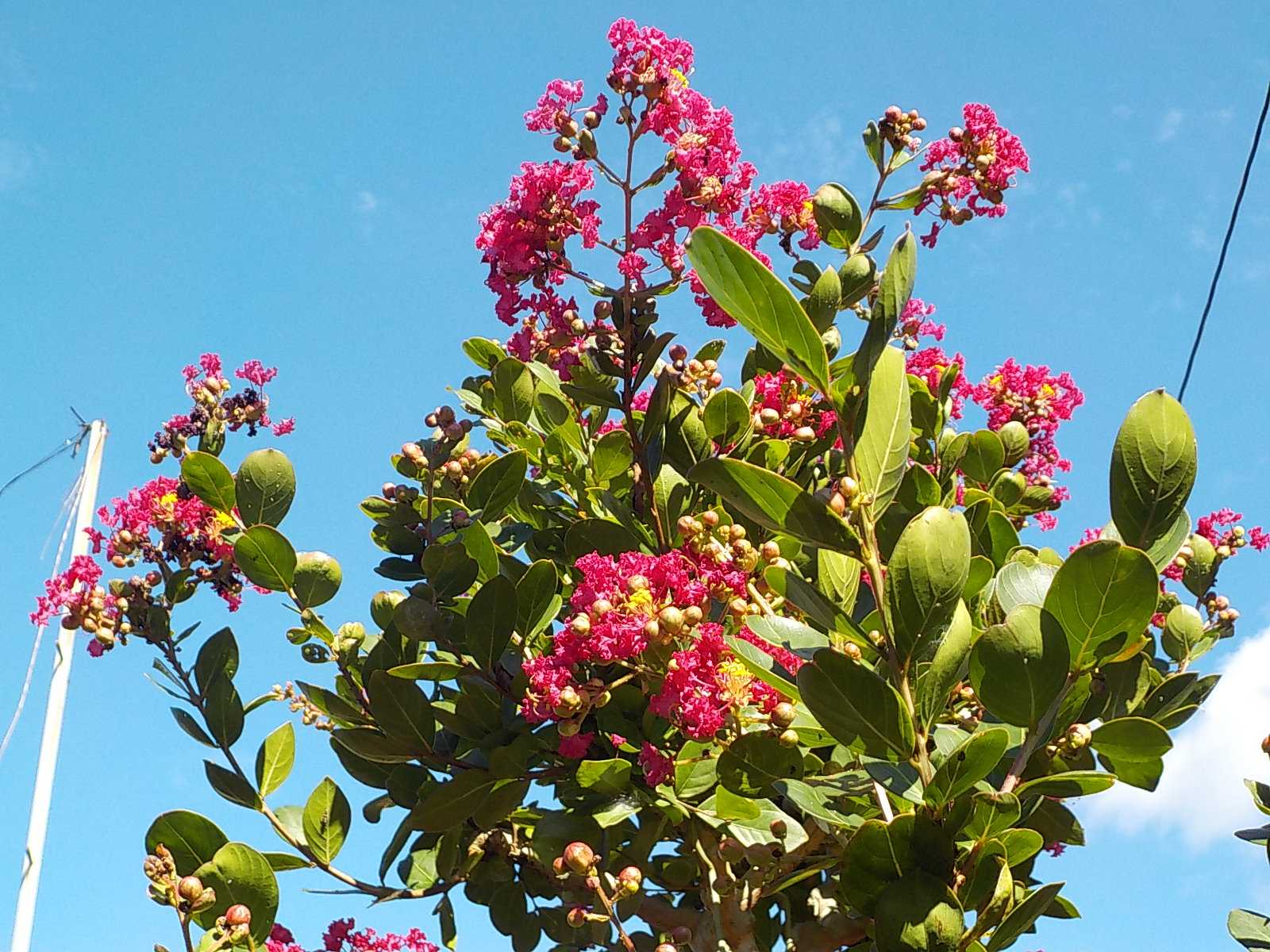 サルスベリの花 184 | 尾鷲市賀田町とちもちのブログ - 楽天ブログ 