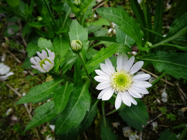 DSC00329.JPG