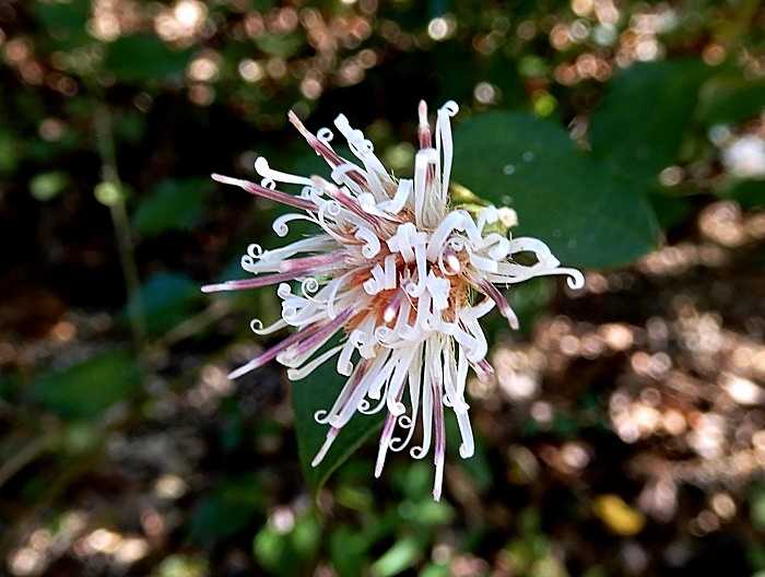 コウヤボウキ花2