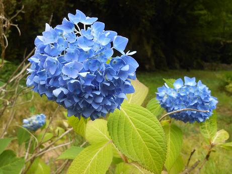 DSCN4215.jpg