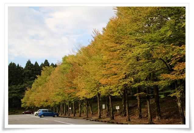 樹木公園-15 カツラ-2 15.9.14