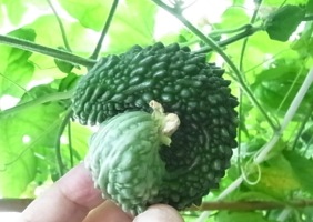 ごーや (5)