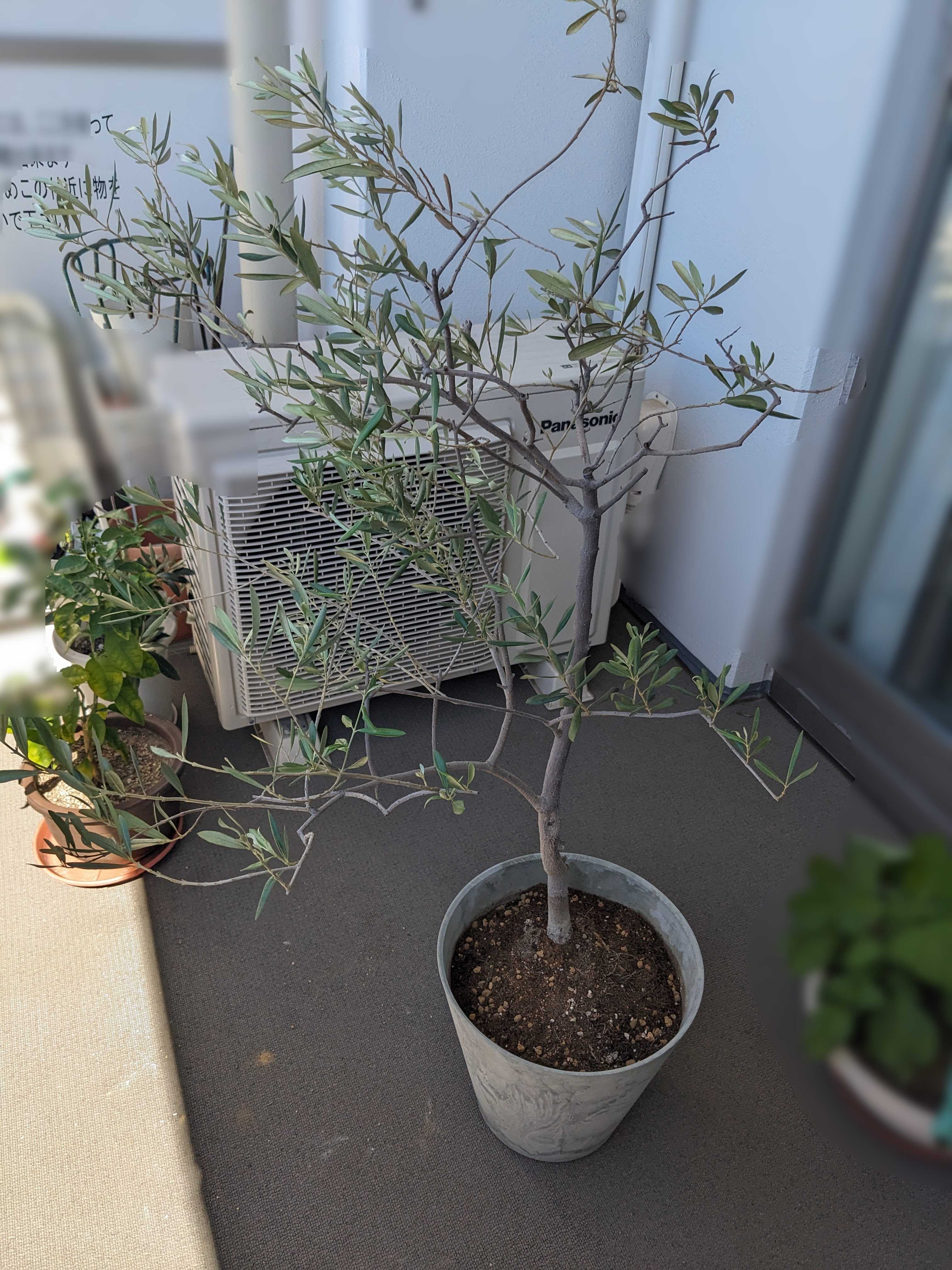 鉢植えオリーブの木　剪定と植え替え後