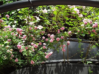 DSC01119.jpg