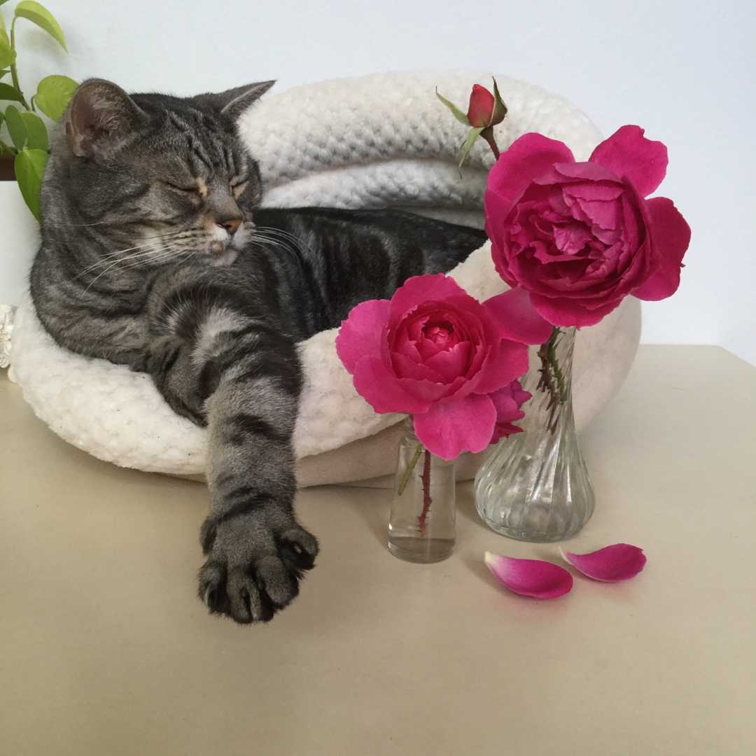 4ページ目の ガーデニング ばらと猫とフラメンコ 楽天ブログ