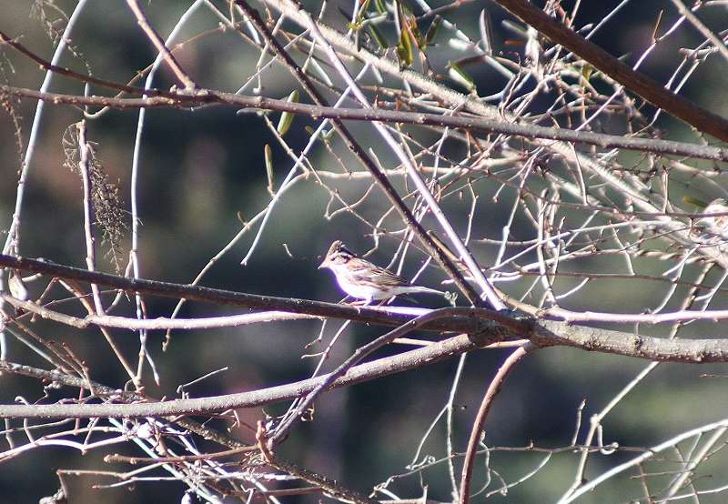 IMG_2795 (800x554).jpg