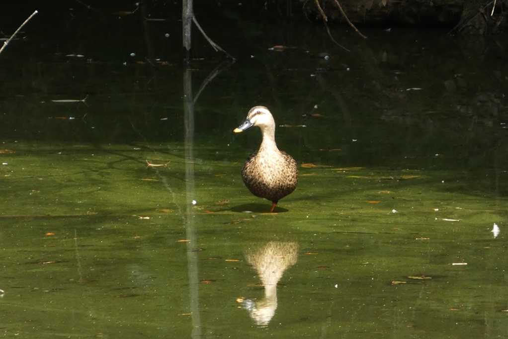 515
