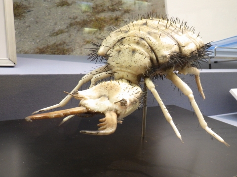 大阪市立自然史博物館2017年7月中旬4　アリジゴク　コカスリウスバカゲロウの拡大模型