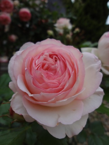 rose2.jpg