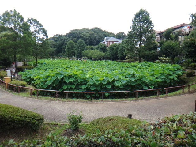 薬師池公園