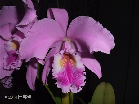 C. labiata 20141029-2