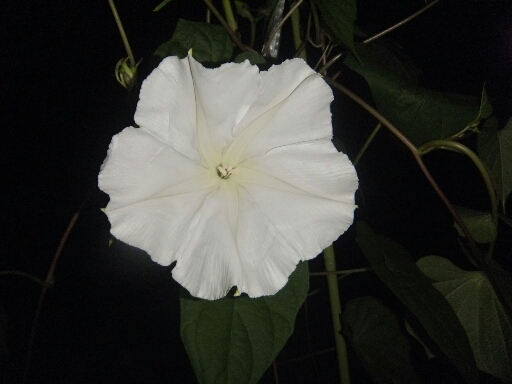 2013_0821_20144600.jpg