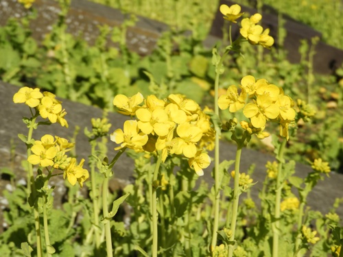 しながわ花海道にて