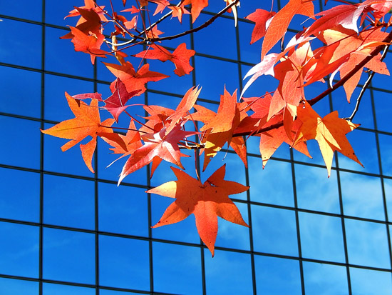 紅葉４
