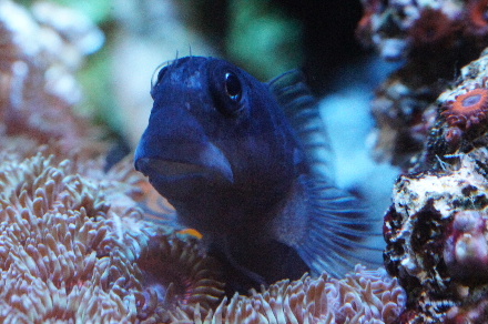 2014_0624ｻﾝｿﾞｱﾝｼｯﾄﾞ､ﾌﾀｲﾛｶｴﾙｳｵ0005.JPG