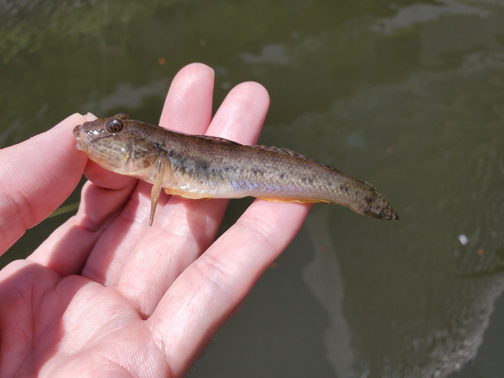 今日のハゼ道場 開幕 海魚祭り 魚と日常ブログ 楽天ブログ