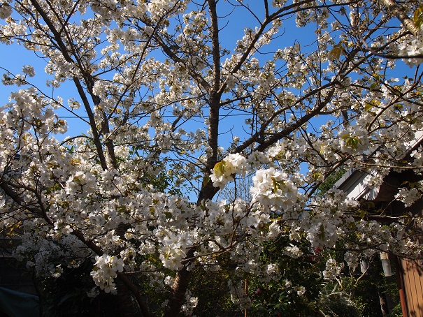 2014年4月　我が家の桜.jpg