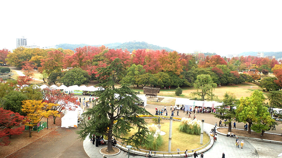 151108運動公園の紅葉.jpg