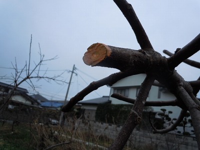 DSCN3273.jpg