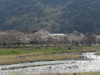 桜　１
