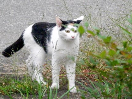 猫　9.24　2　2015