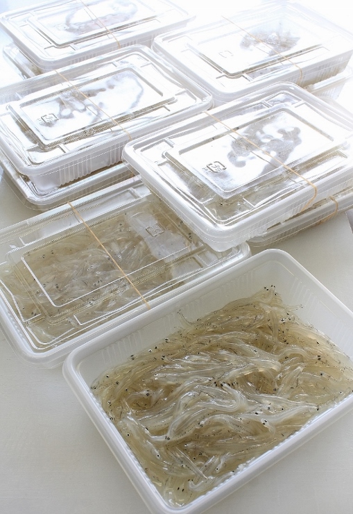 白魚２キロ入荷.jpg