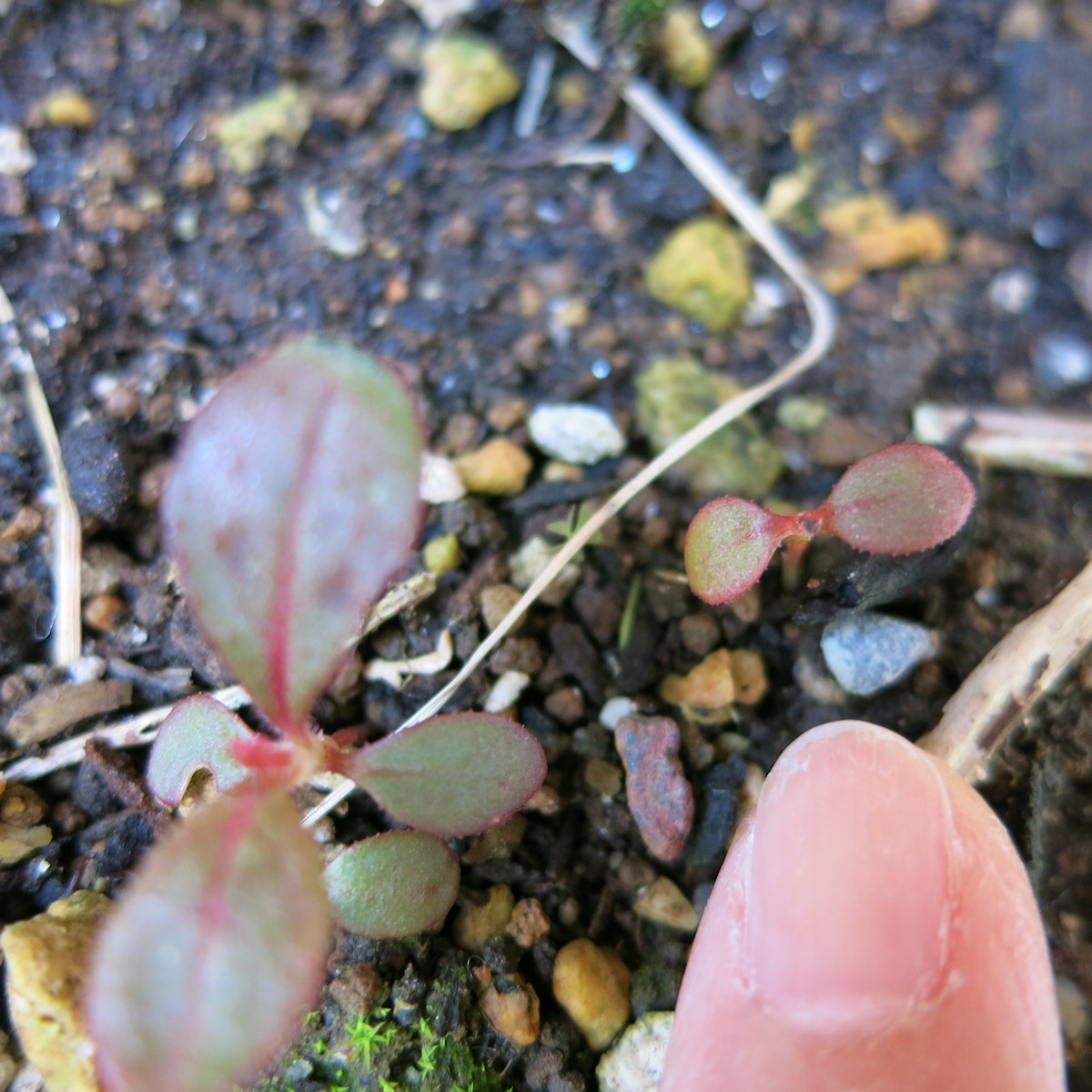 発芽したて 発芽したてのポリゴナム