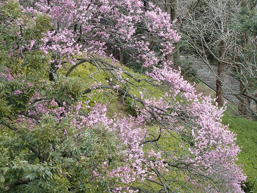 2015.3.4 涸沼・偕楽園 026.JPG