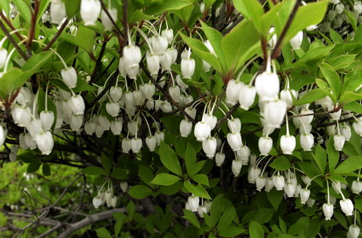 牧の戸峠の白い花