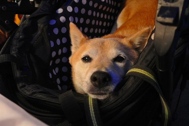 早くお部屋で寝たいよ