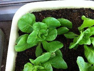 サラダ菜20120901.jpg