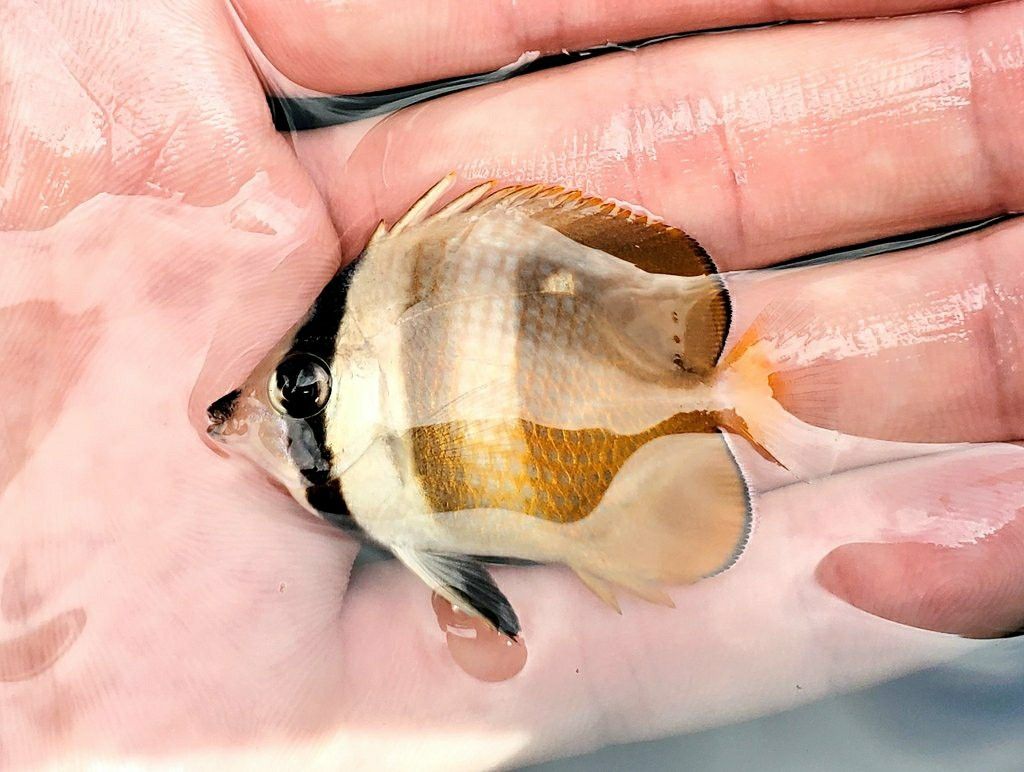 2ページ目の 魚採り 魚と日常ブログ 楽天ブログ