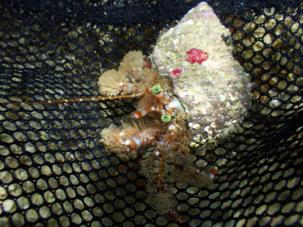 串本磯採集18年6月中旬 ヤドカリ カニダマシ コシオリエビ 海水魚が好き 楽天ブログ