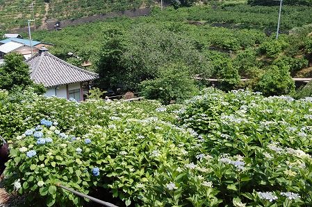 DSC_0930.jpg
