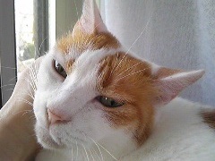 maruko